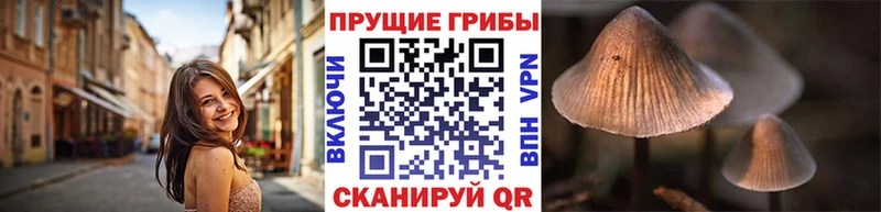 мега Грязи Галлюциногенные грибы Psilocybine cubensis